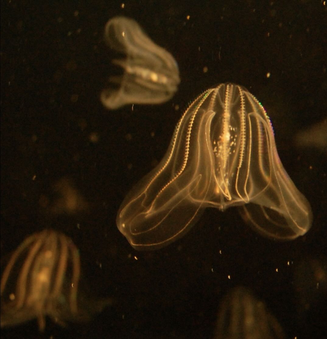 comb jelly