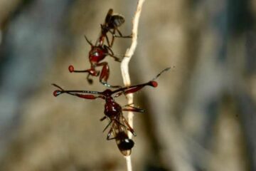 stalk-eyed flies