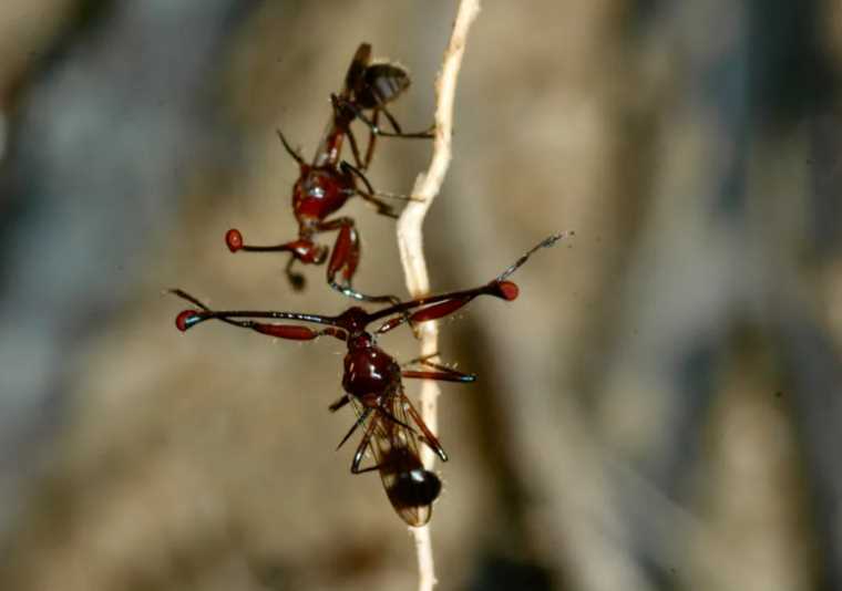 stalk-eyed flies