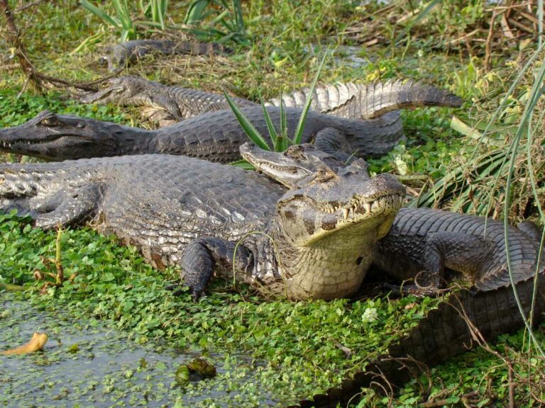 Os pesquisadores acreditam que o espécime de pássaro do terror morreu devido a mordidas de um parente dos jacarés, o caimã (Por Rodrigovigil – Trabalho próprio, CC BY-SA 3.0).