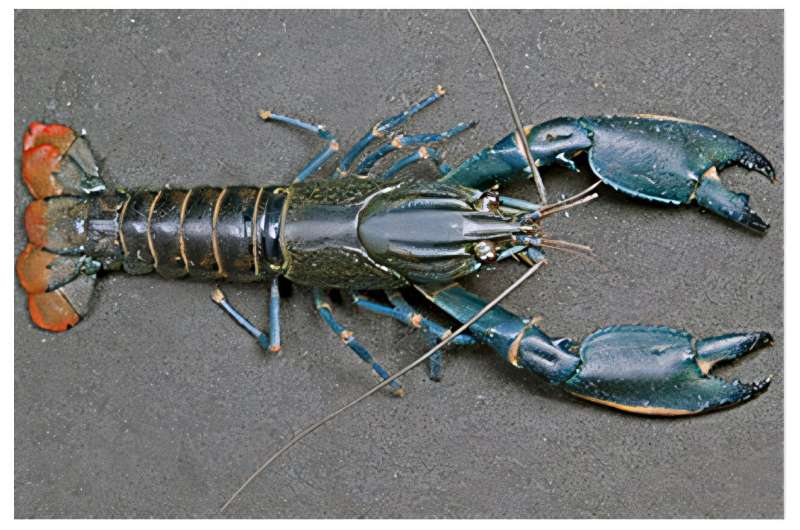 new species Cherax pulverulentus