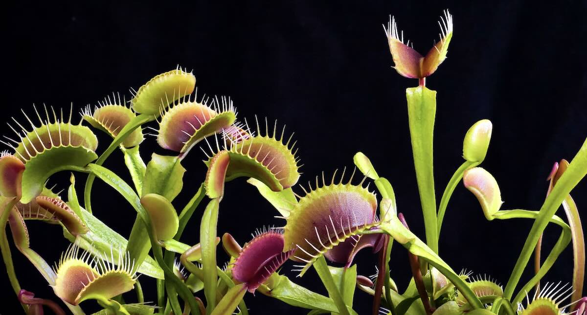 Venus flytrap